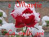 Trandafir 8 Martie La Multi Ani